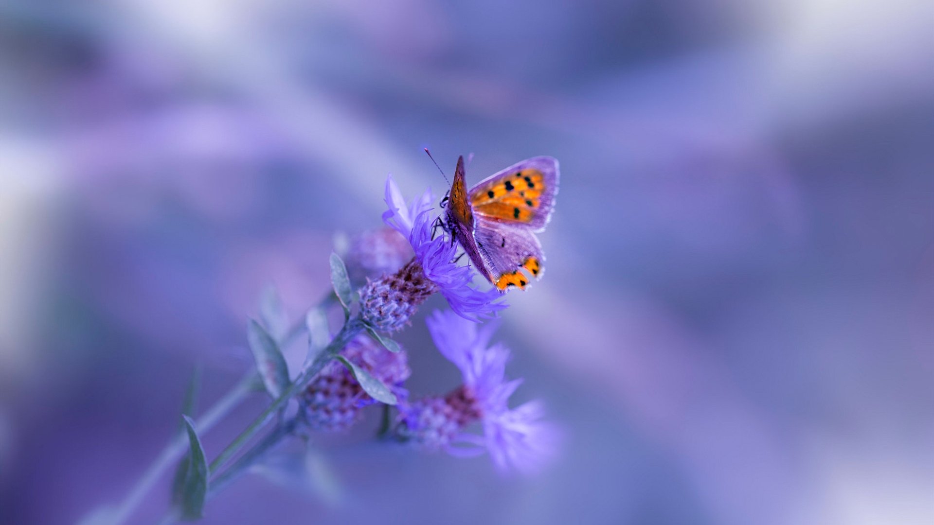 “法甲积分榜动态频繁，悬念不断升级”，2020～2021法甲积分榜