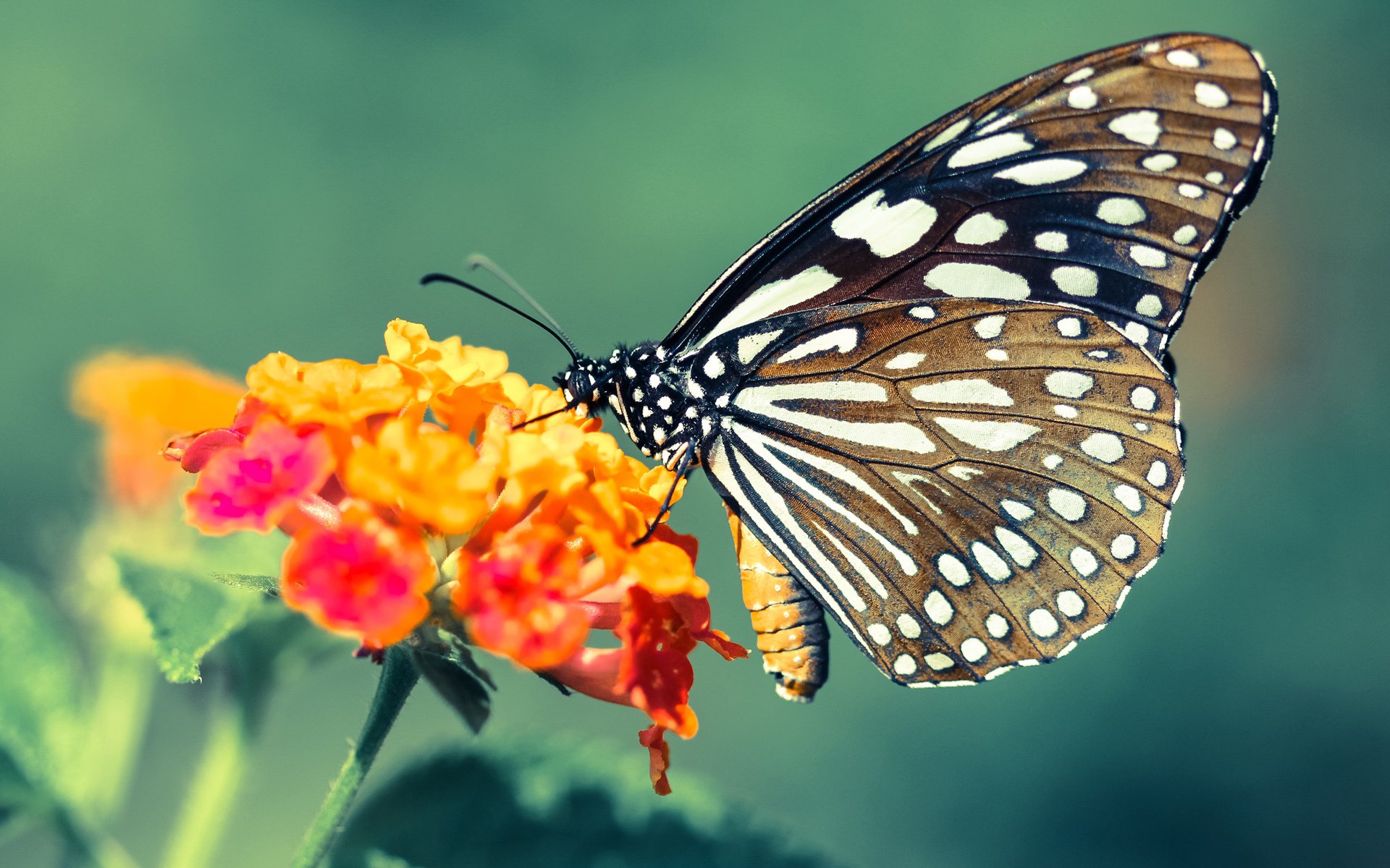 东契奇与导演合作推出篮球纪录片,聚焦梦想与现实,东契奇谈自己的篮球偶像