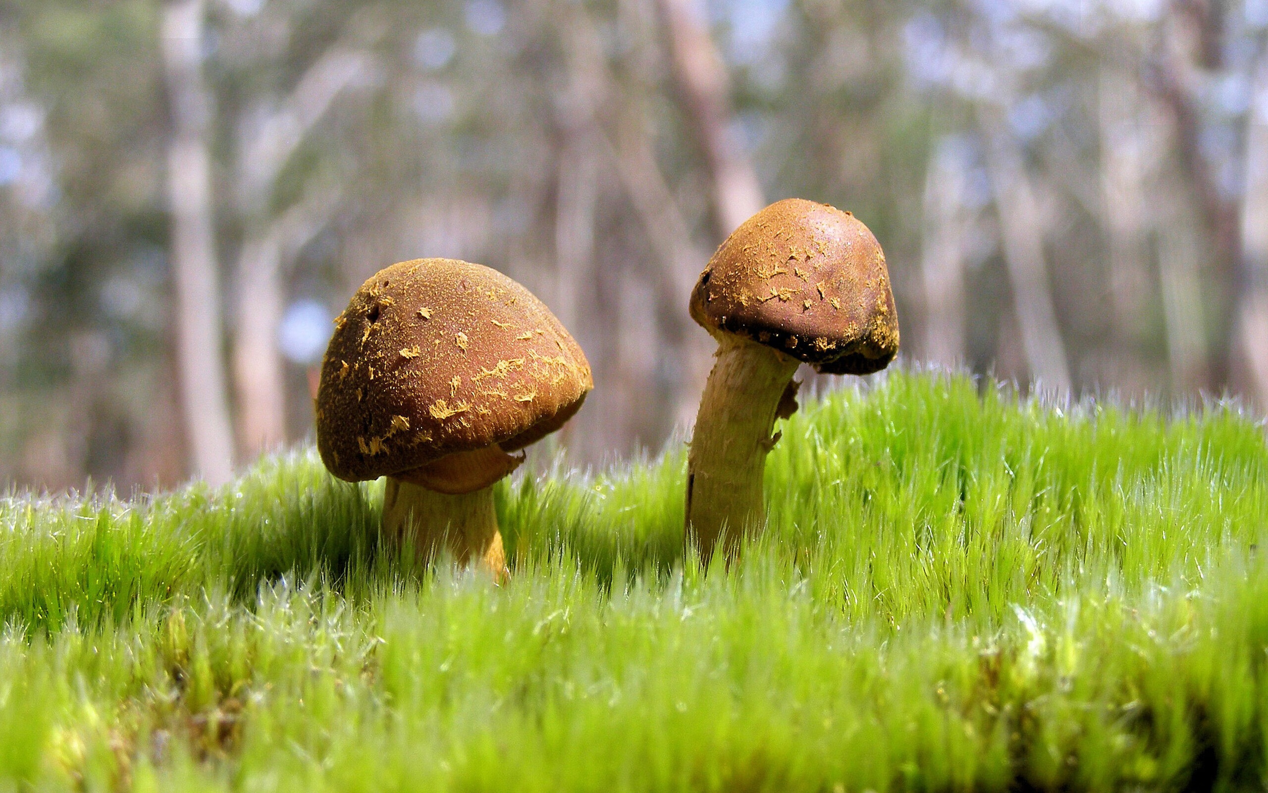 影响深远:“绿色篮球”环保行动深入每场比赛,绿色环保行动活动项目有哪些