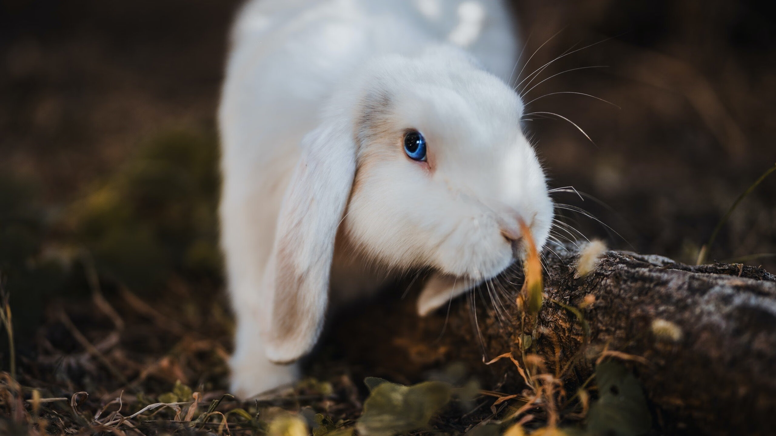 历史上最令人激动的“包抄”瞬间